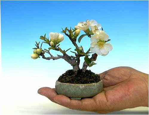 bonsai - drzewko15.jpg