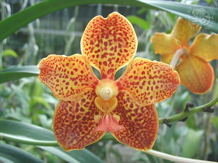 Storczyki - orchid-1024x768-0033-2086322.jpg
