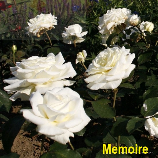 zamówienia 2018 - Róża Memoire.jpg