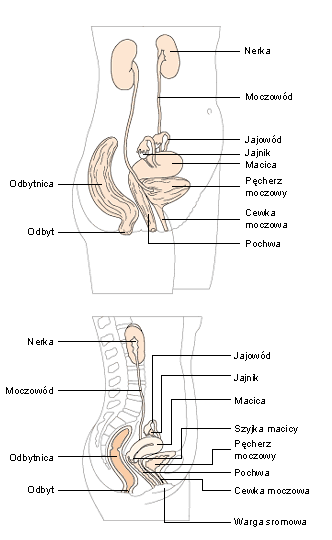 Anatomia - shhow_ryc.via.gif