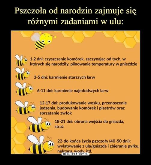Demotywatory, Wiocha i Inne - Pszczoła Odf Narodzin.jpg
