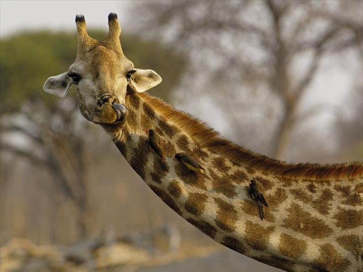 01.Afryka - 29.Nosey_Giraffe.jpg