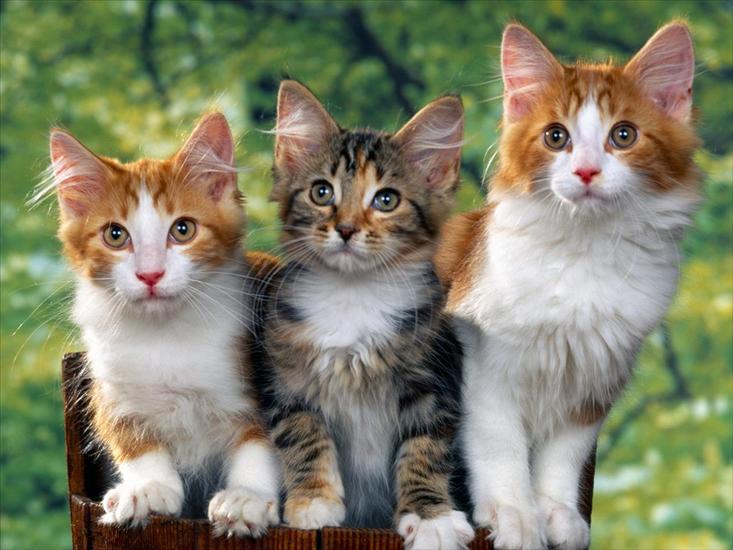 65 Cute Cats Wallpapers 1600 X 1200 - Cat 63.jpg