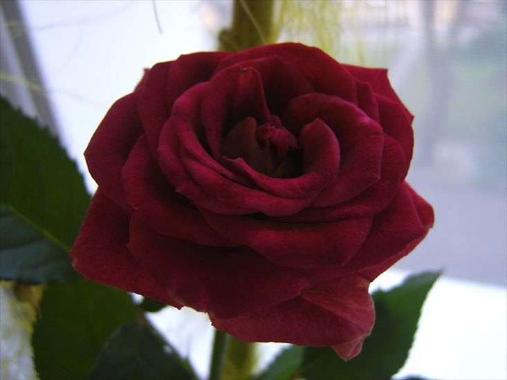 3 róże - Bordowa_ra.jpg