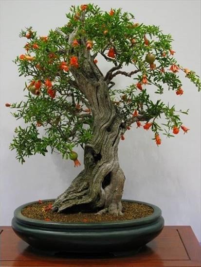 Bonsai - 150870418_RRRRSRSRSSRSSSRRRSSRRRRRRSRRSSRRSSRR.jpg